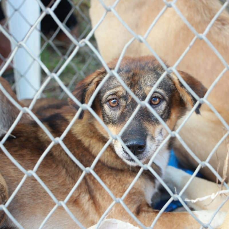 Rifugi per cani: dove posso adottare un cane?