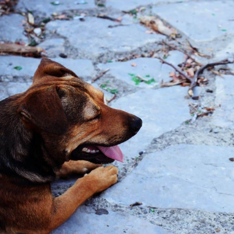 Snack calmanti per cani: funzionano?