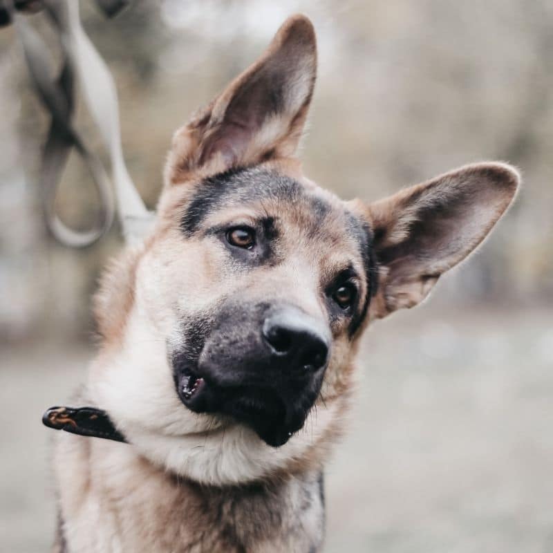 Cães com “dor de ouvidos”: o que fazer?