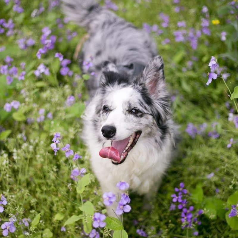 Cani e allergie stagionali: come identificarle e aiutarli