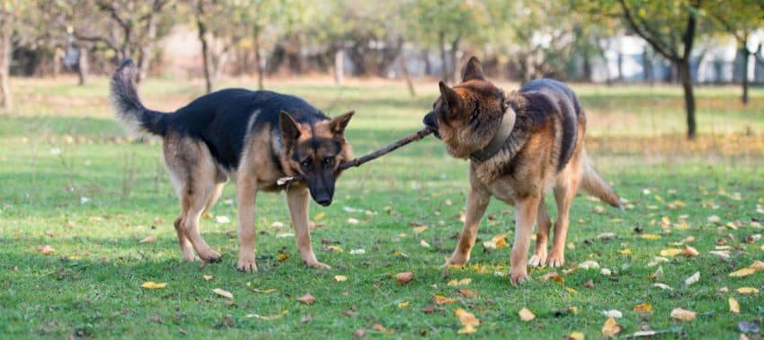 ¿Cómo introducir a mi perro en un parque canino?