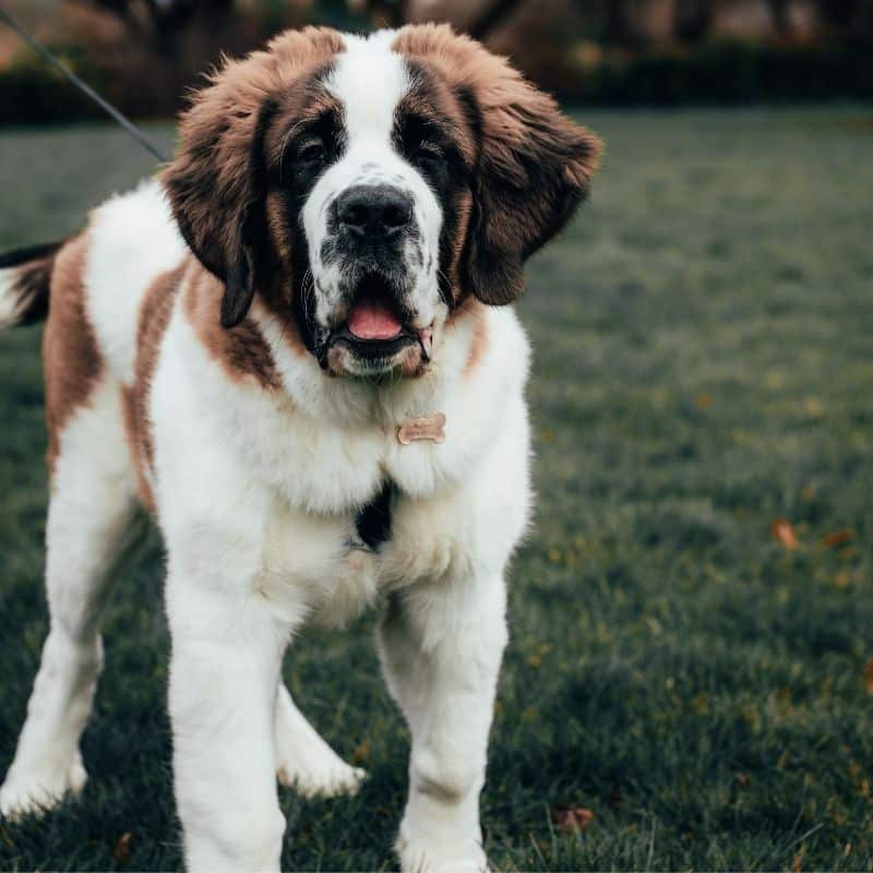 A História do Cão de São Bernado