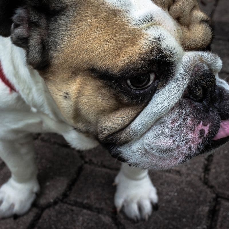 O meu cão tem excesso de remela. Poderá ter alguma doença?