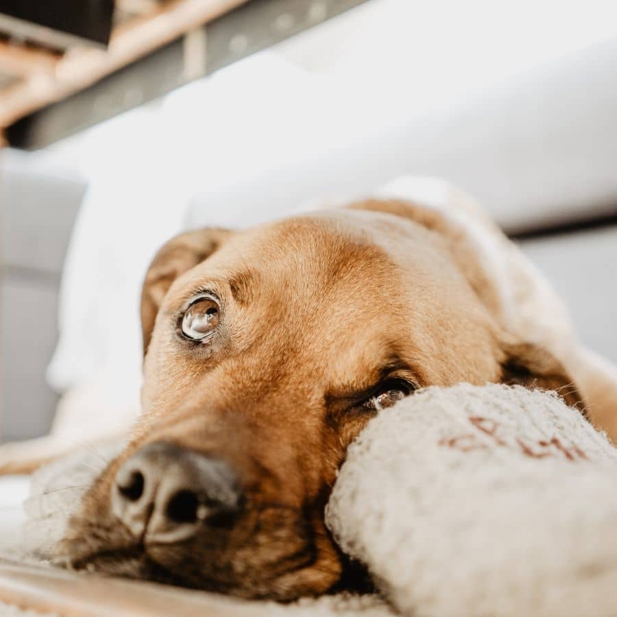 O meu cão tem os olhos amarelos: o que pode ser?