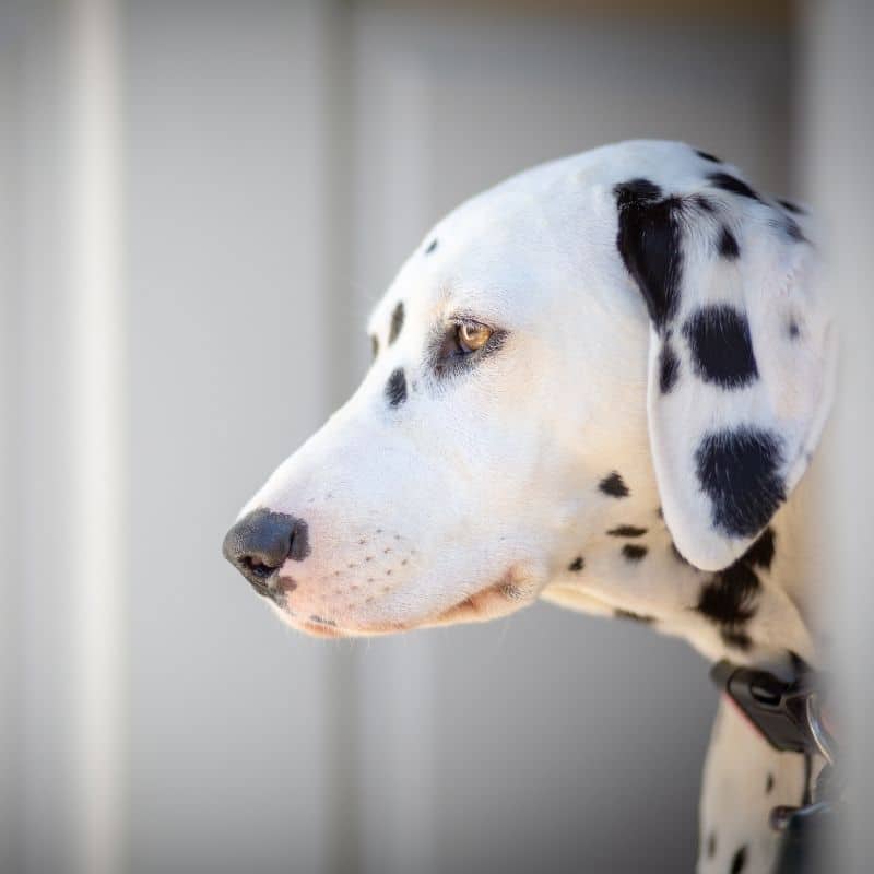 É verdade que cães com pelo branco têm mais tendência para ficarem surdos?