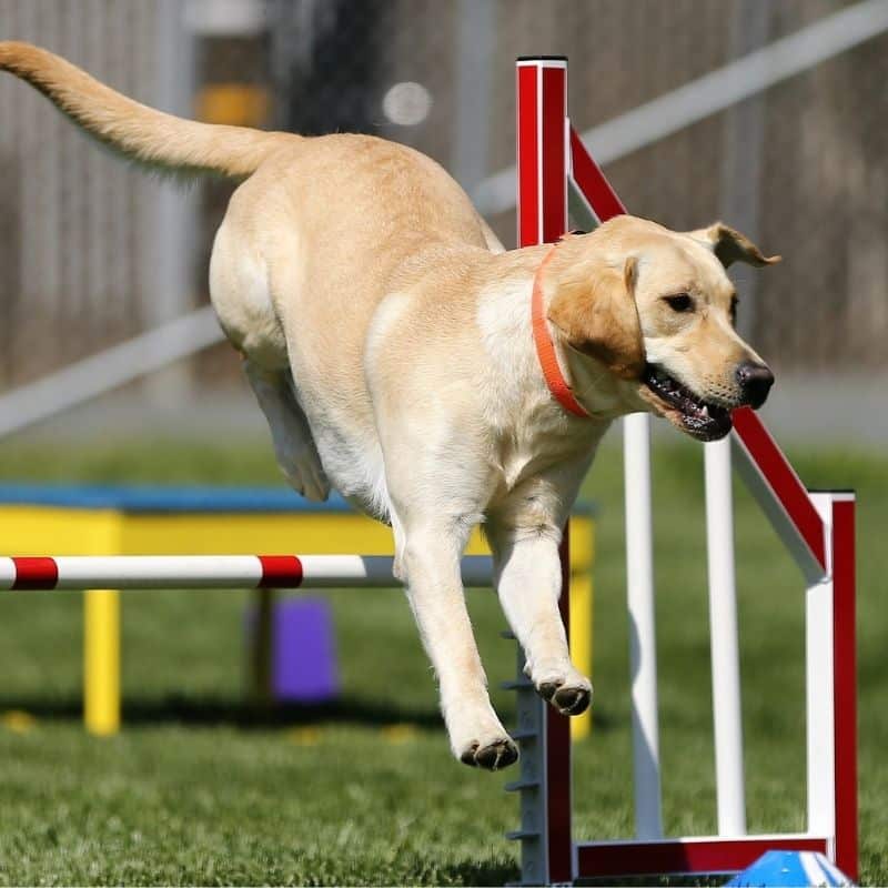 5 befenicios de hacer Agility con tu perro