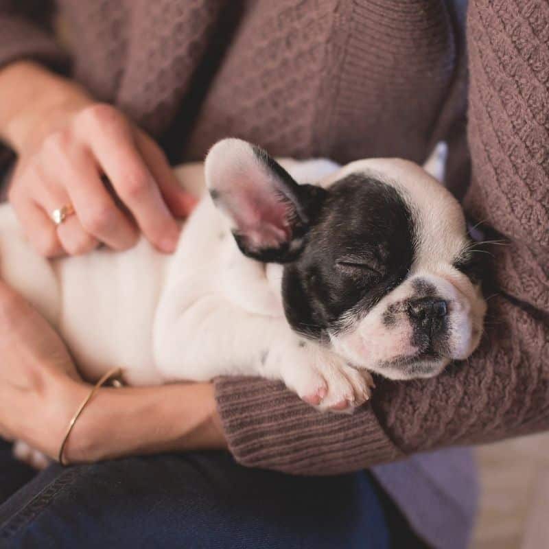 Nombres raros pero originales para perros