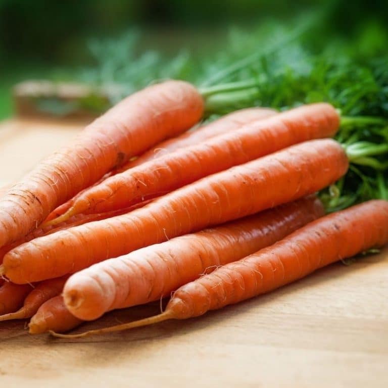 Cuervo Intenso mucho ¿Puede mi perro comer zanahorias? 5 beneficios de este alimento para perros  - Blog Barkyn