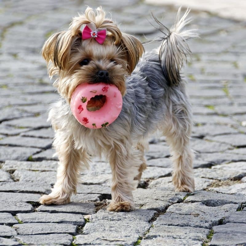 Materiales tóxicos en los juguetes para perros ¿cuáles debemos evitar?