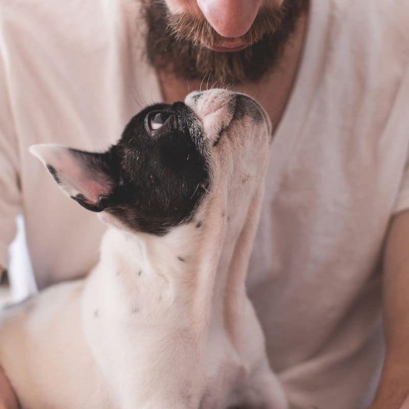 3 actividades para celebrar San Valentín con tu perro