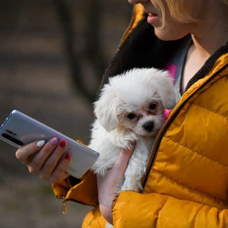 5 mejores apps para dog-lovers