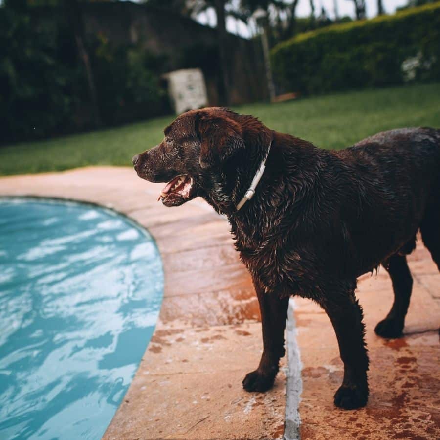 Mi perro tiene miedo al agua. ¿Cómo entrenarlo para que pierda ese miedo?