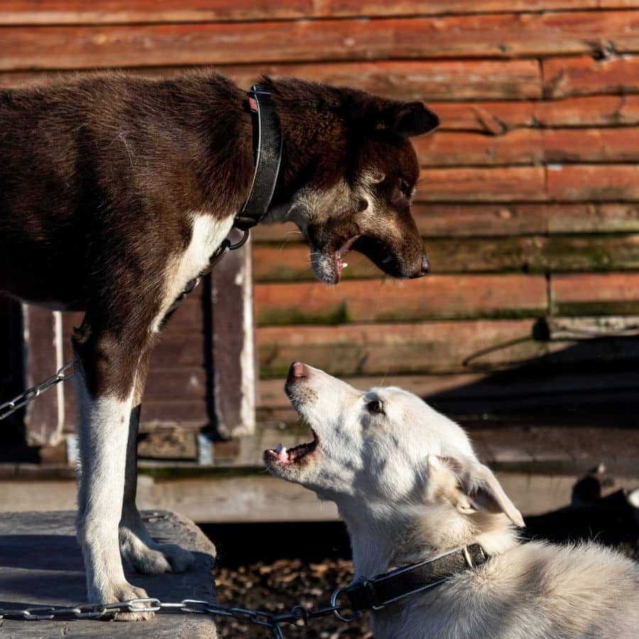 5 consejos para que tu perro sea más sociable