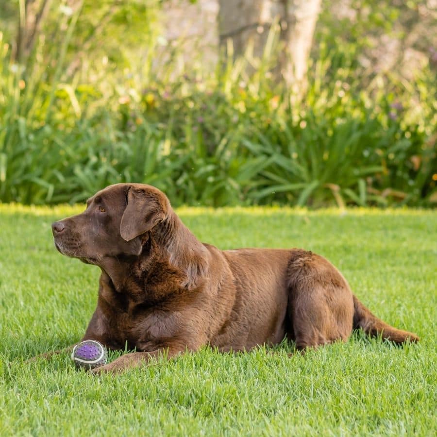 Consejos para ayudar a mi perro a perder peso