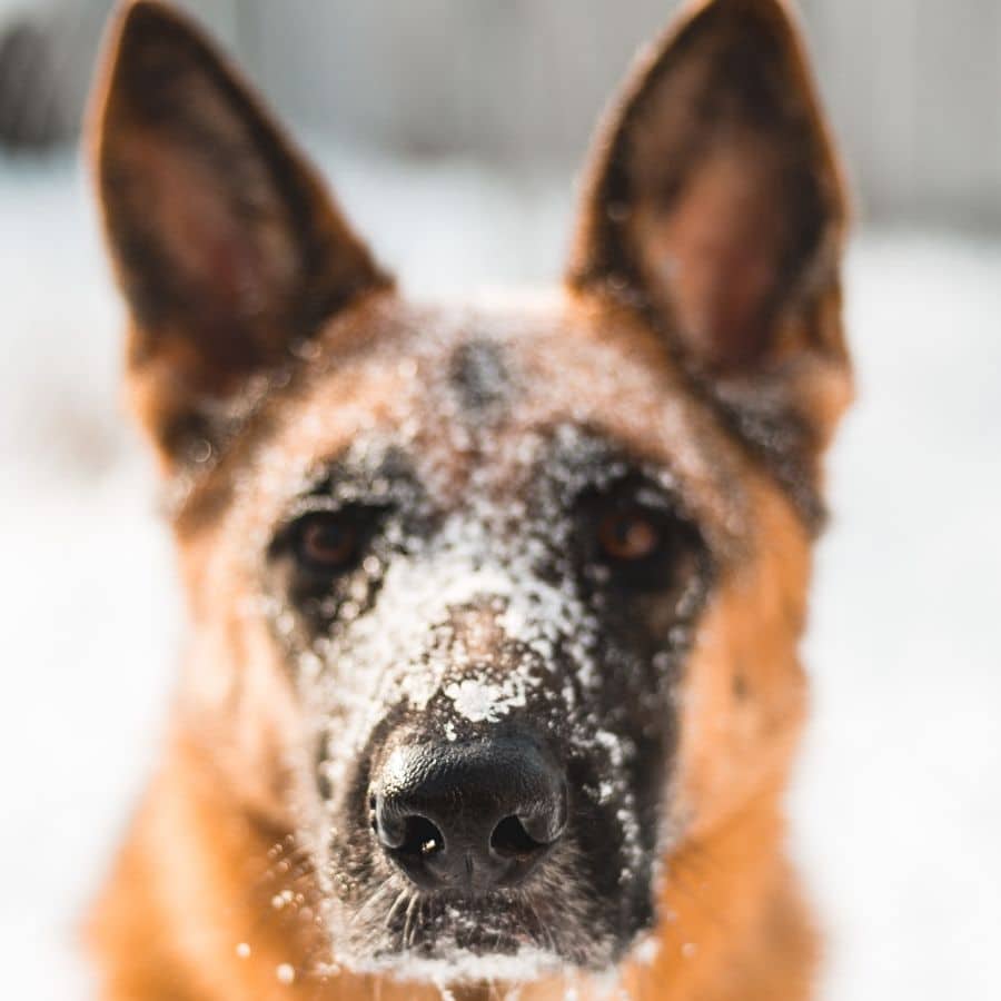 Cuidados a tener con los perros en la nieve