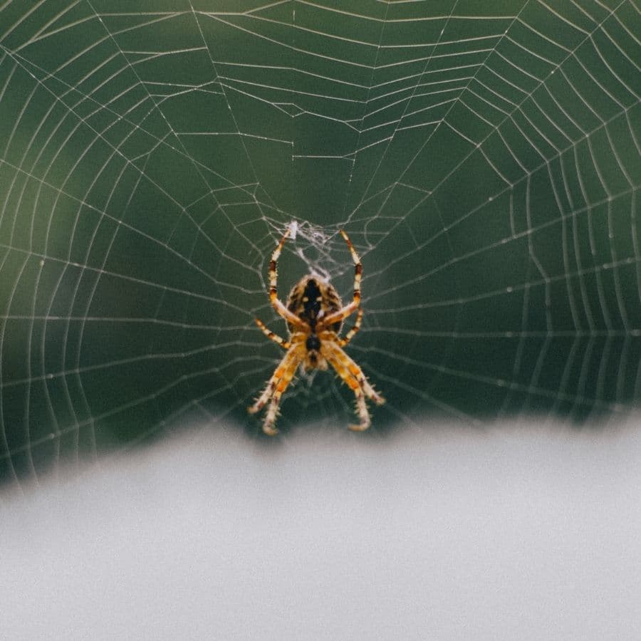 Mi perro fue mordido por una araña, ¿Qué hacer?