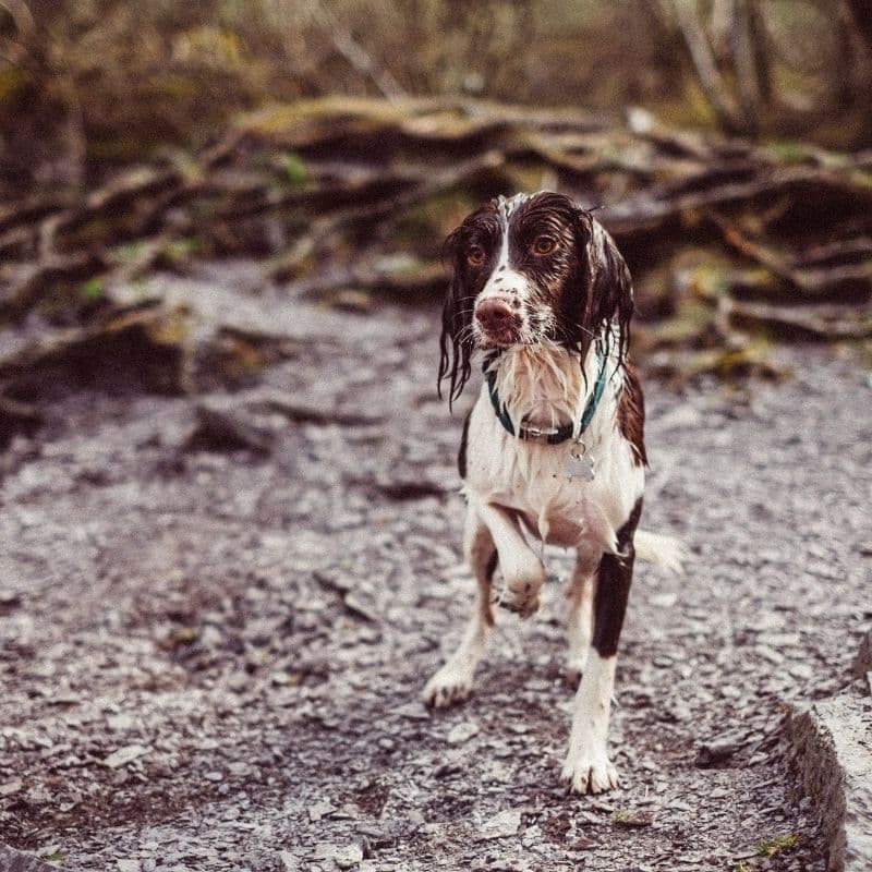 I cani con le orecchie grandi hanno bisogno di cure particolari?