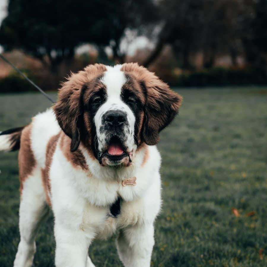 La storia del cane San Bernardo