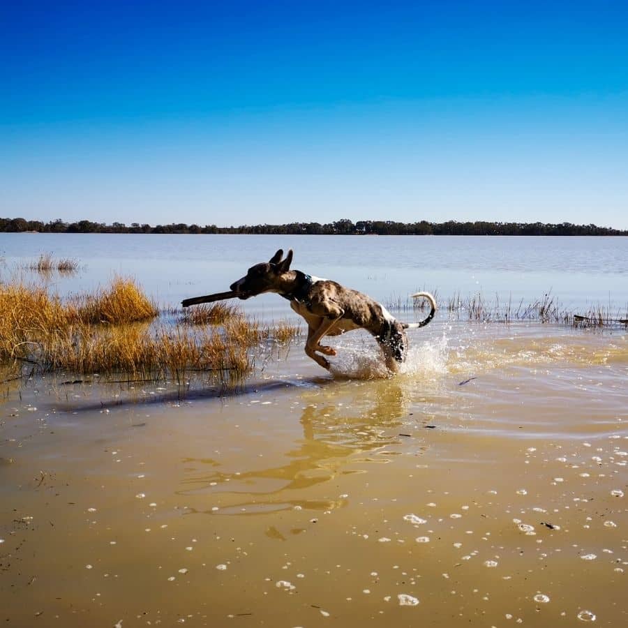 Il mio cane ha paura dell’acqua. Come posso aiutarlo a perdere questa paura?