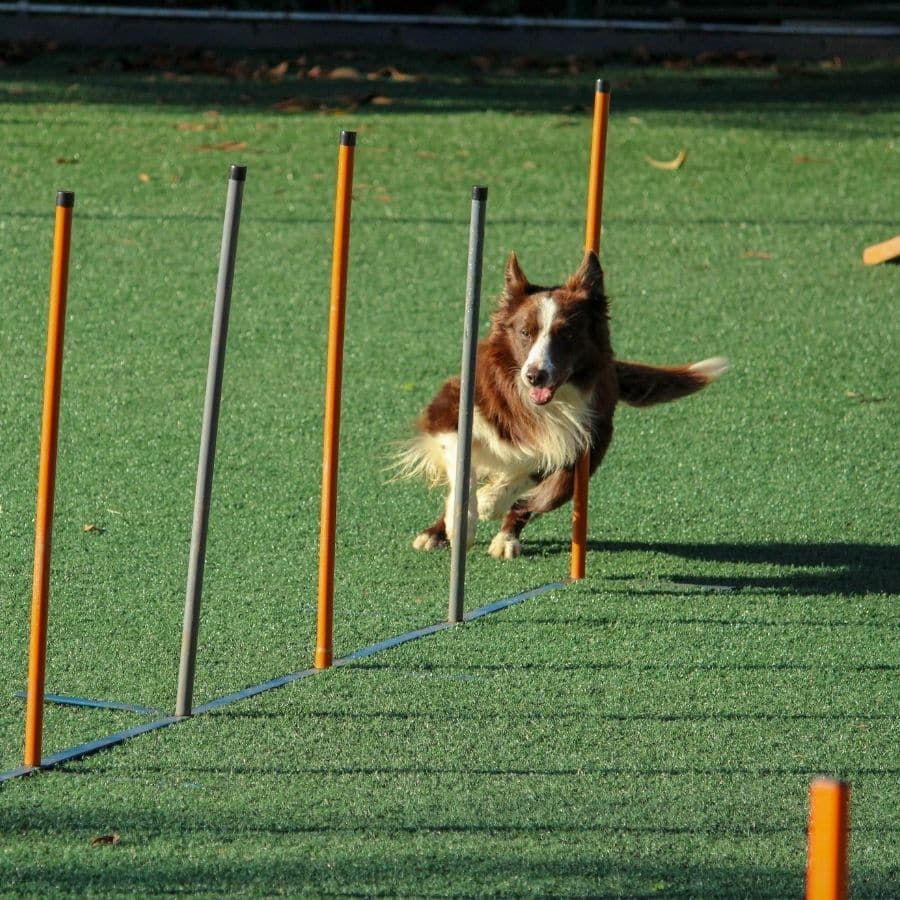 5 vantaggi dell’addestramento agility con il tuo cane