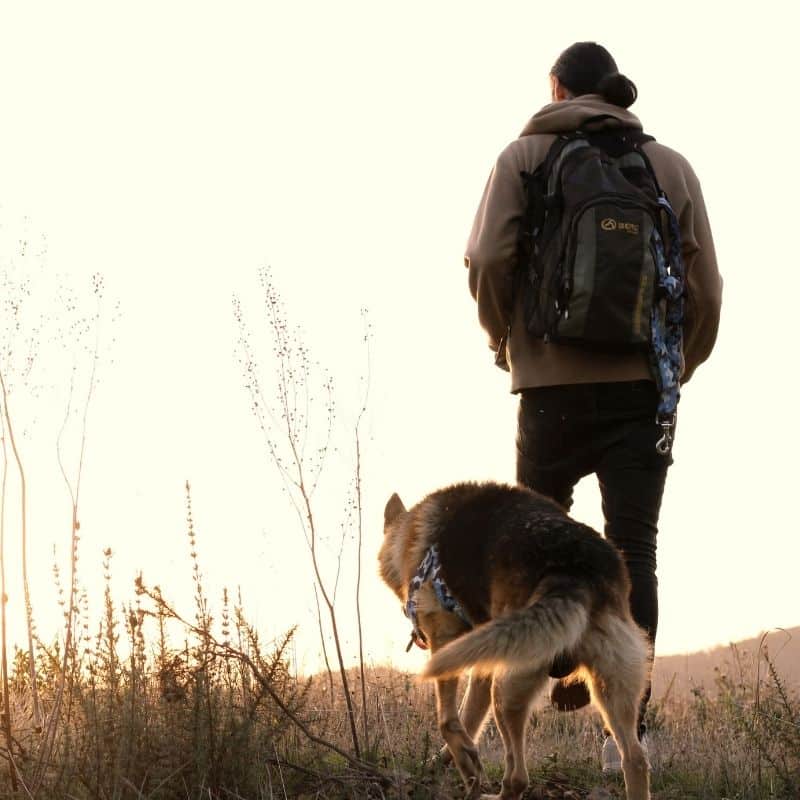 5 sentieri che puoi fare con il tuo cane