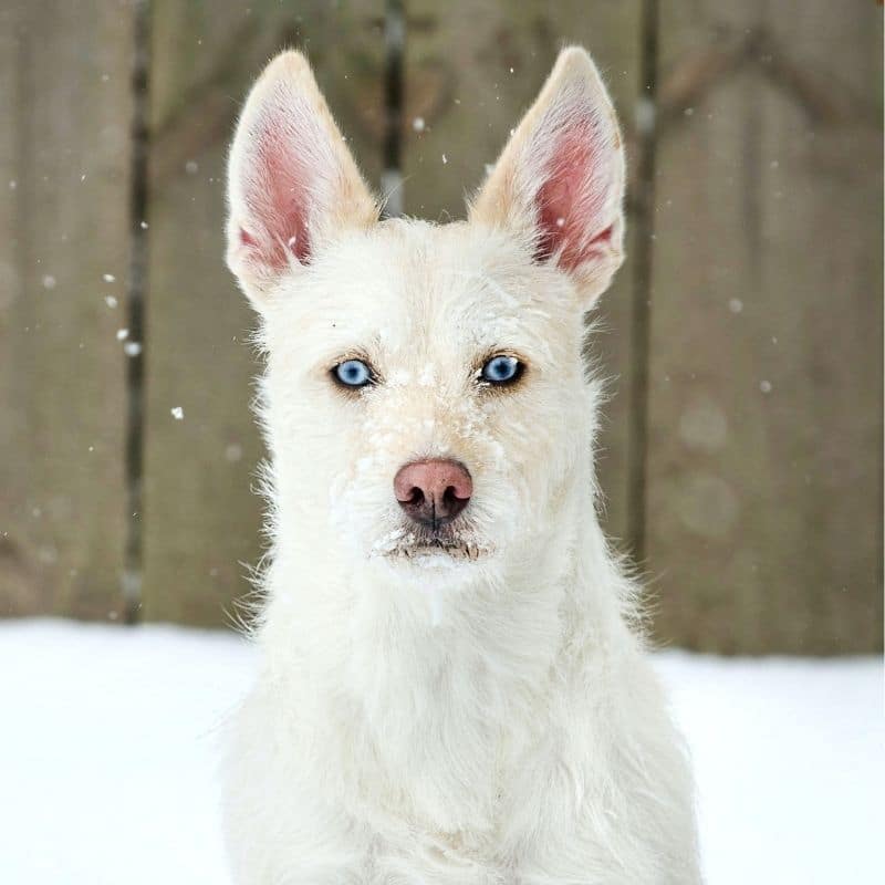 È vero che i cani con il manto bianco hanno più probabilità di diventare sordi?