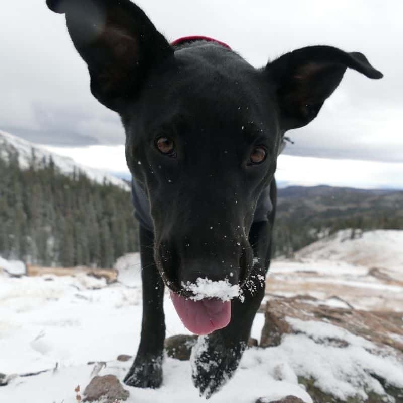 O meu cão pode brincar na neve?