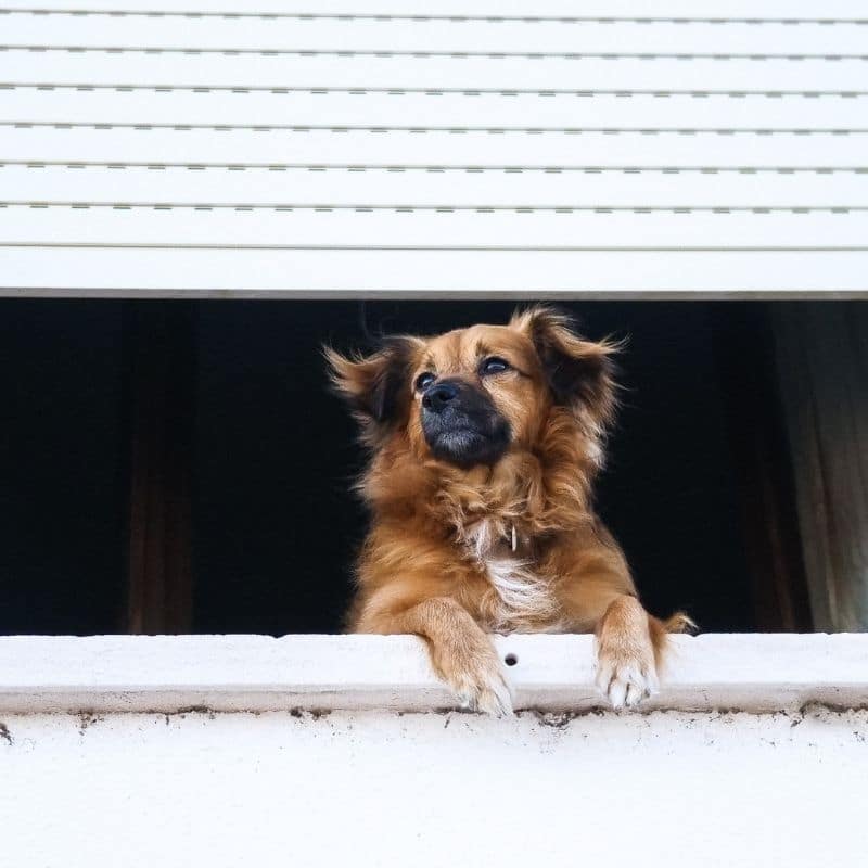 Como é que os cães expressam emoções e estados de espírito?