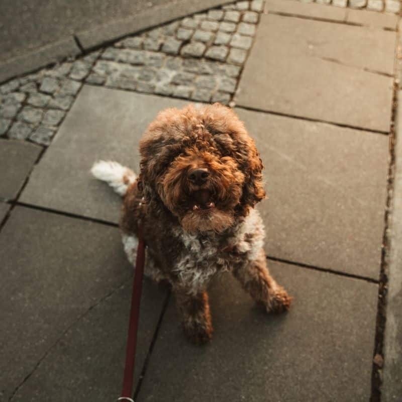 Exame coproparasitológico ou exame às fezes do meu cão: devo fazer?