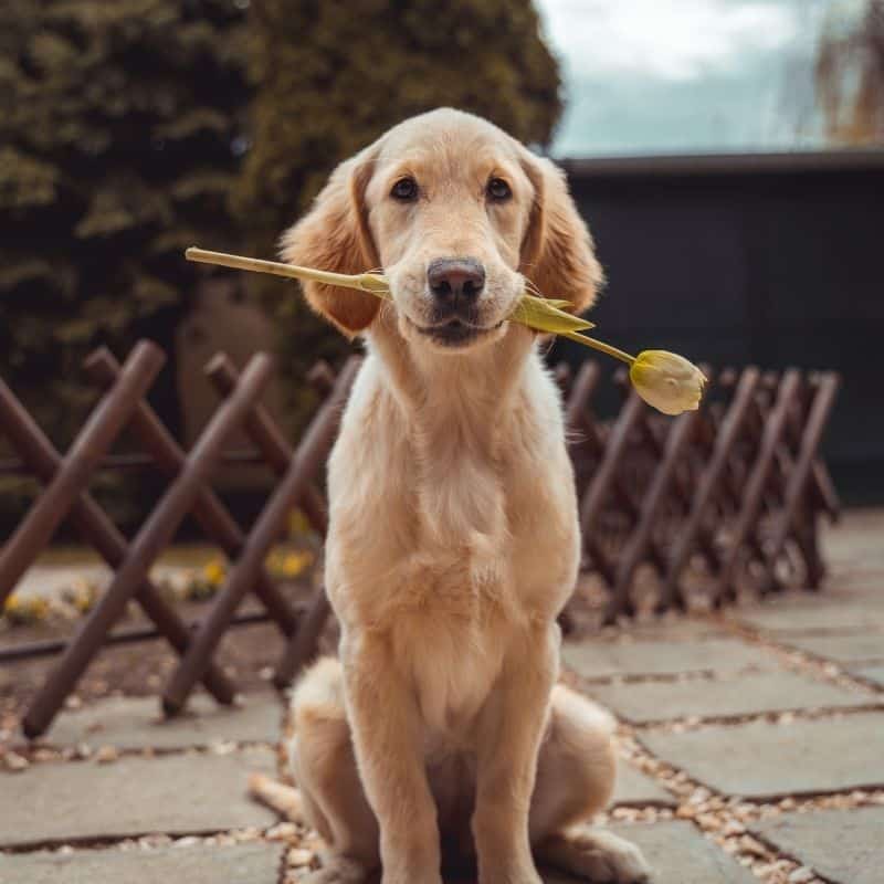 Fragrâncias para casa que o teu cão gosta