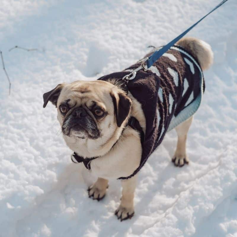 Como saber se o meu cão tem frio?