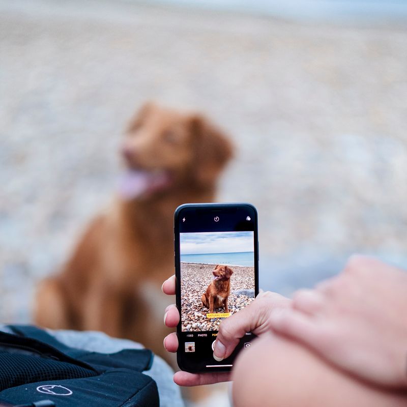 5 melhores apps para dog-lovers