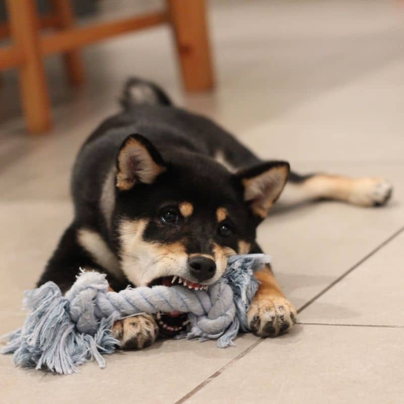 Materiais perigosos nos brinquedos dos cães: quais devemos evitar?