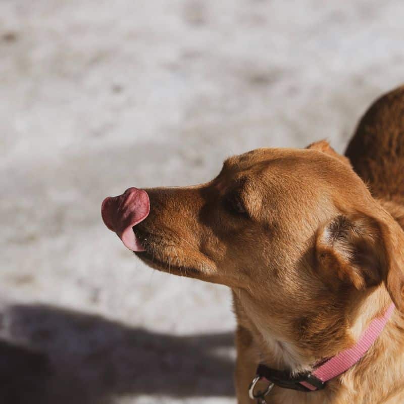 Uma sopa para cães