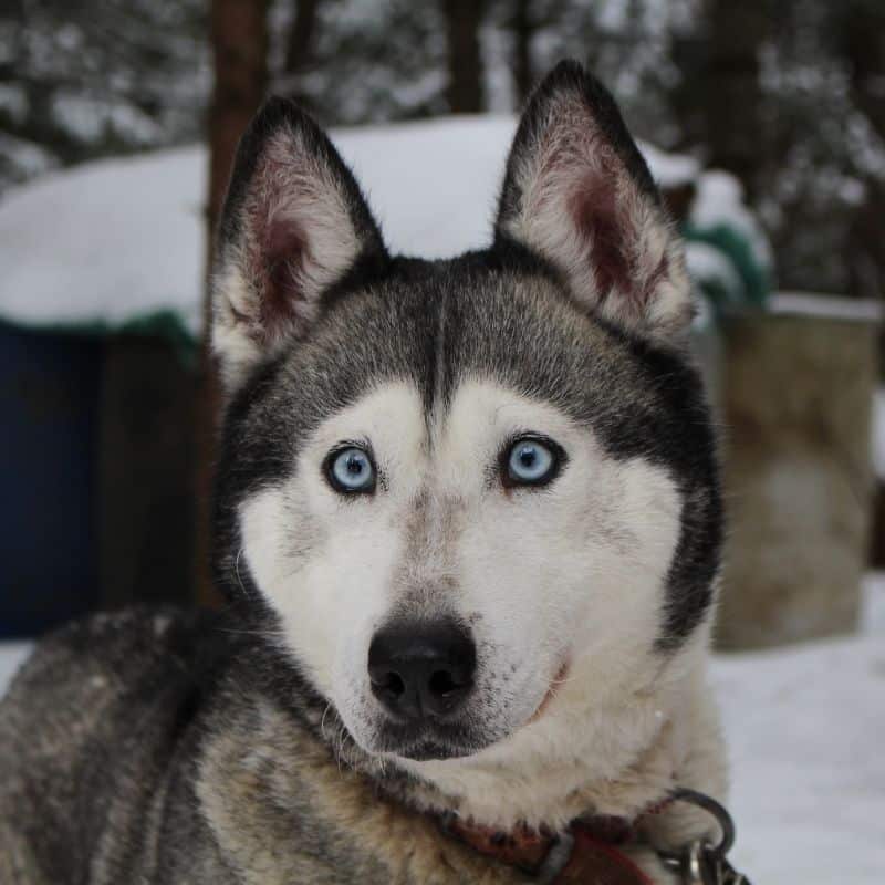 Os cães sabem/podem sorrir?