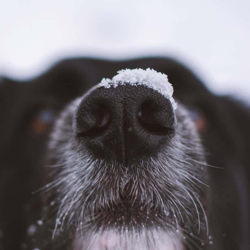 Cão com nariz a escorrer: o que pode ser?