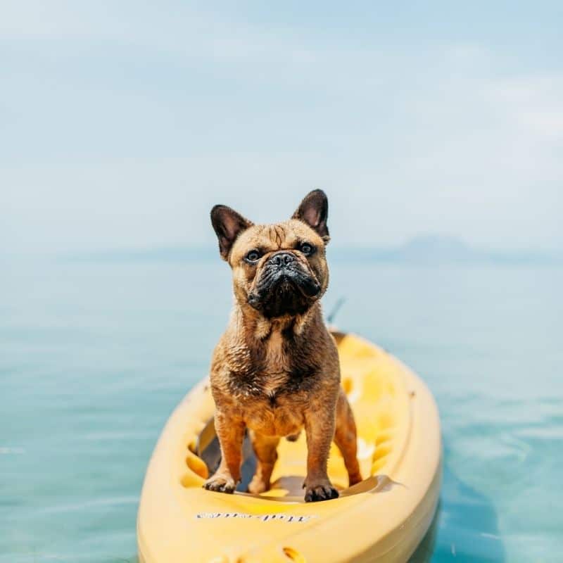 Os cães podem comer peixe?