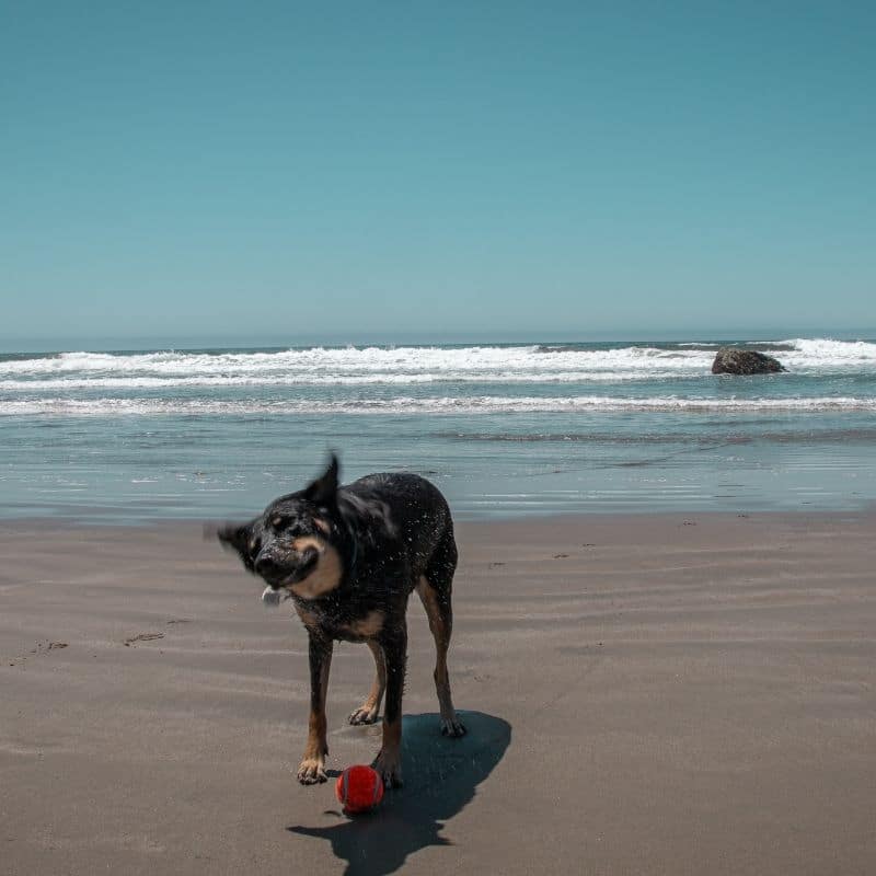 3 Atividades para celebrar o dia dos Namorados na companhia do seu cão