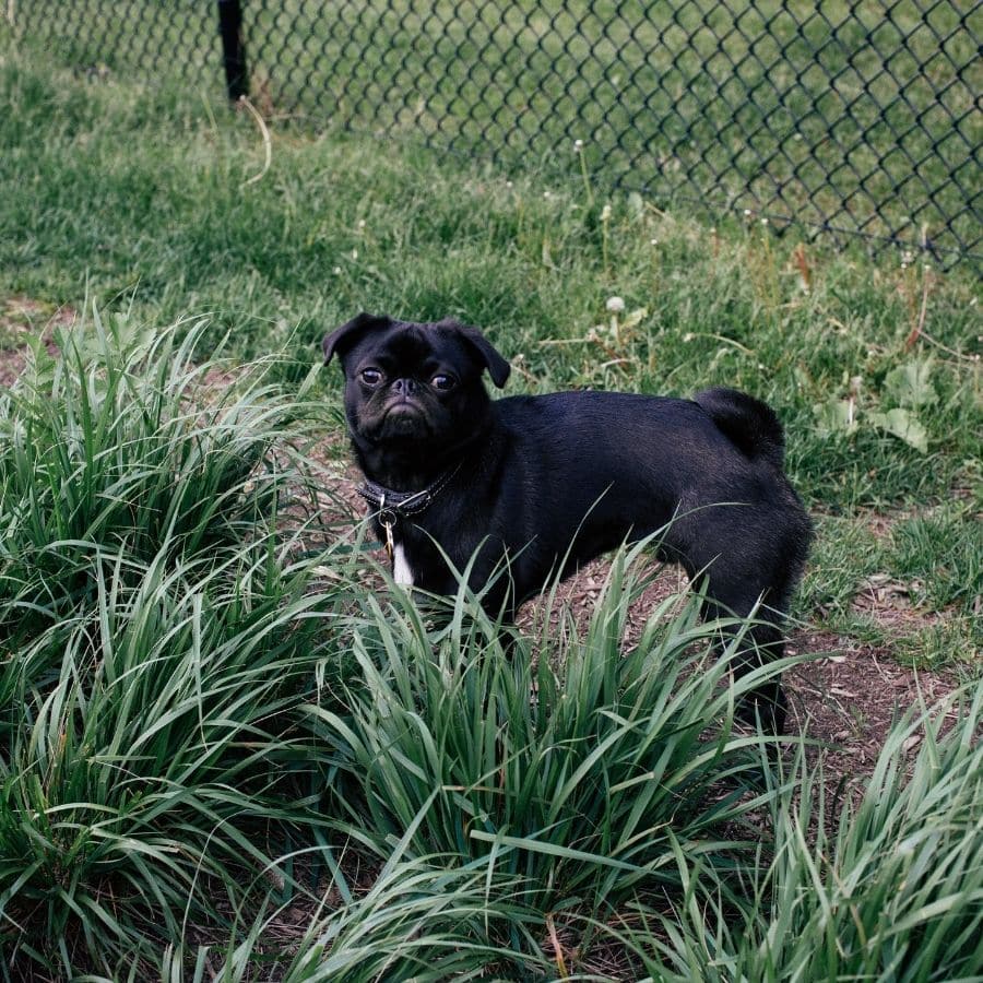 Como introduzir o meu cão num parque canino?