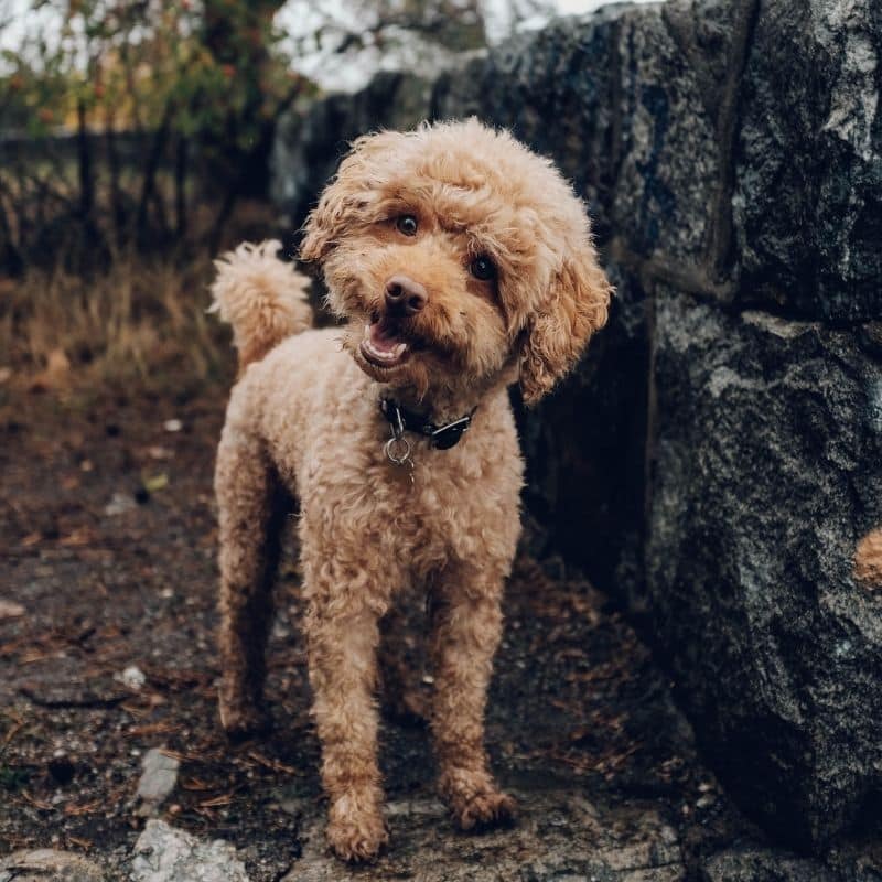 Neurologia em cães: quais as doenças mais frequentes?