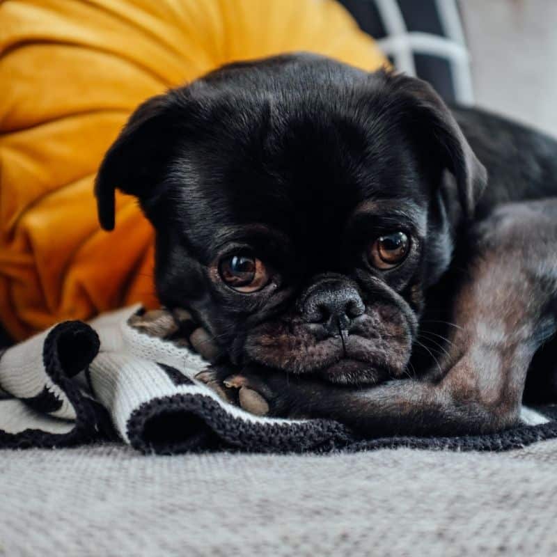 Cão preto: 10 raças para quem procura um cão de pelo preto