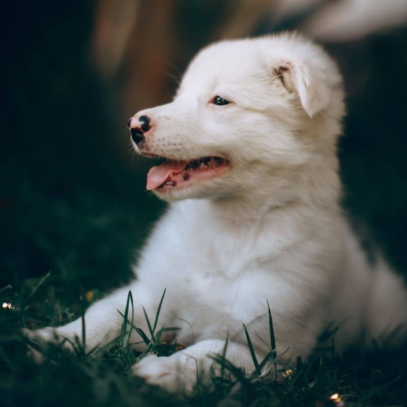 ¿Es cierto que los perros con pelaje blanco tienen más probabilidades de ser sordos?