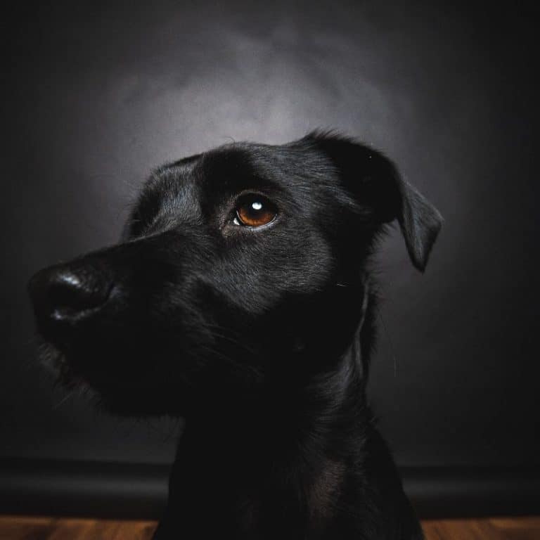 Razas de perros negros, 10 ejemplos - Blog Barkyn