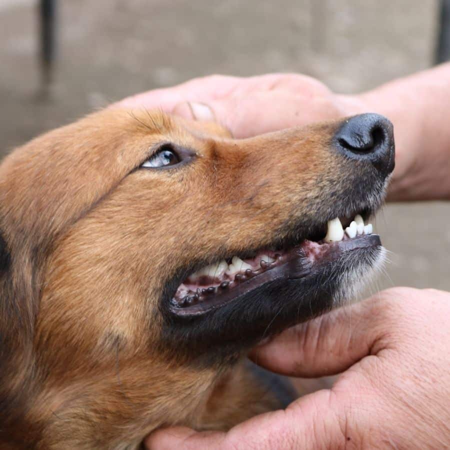 Neurología en perros: ¿Cuáles son las enfermedades más frecuentes?