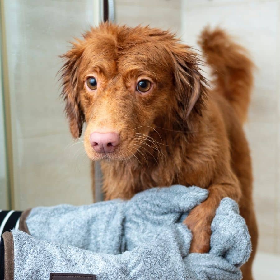 Champú seco para perros: cómo usarlo