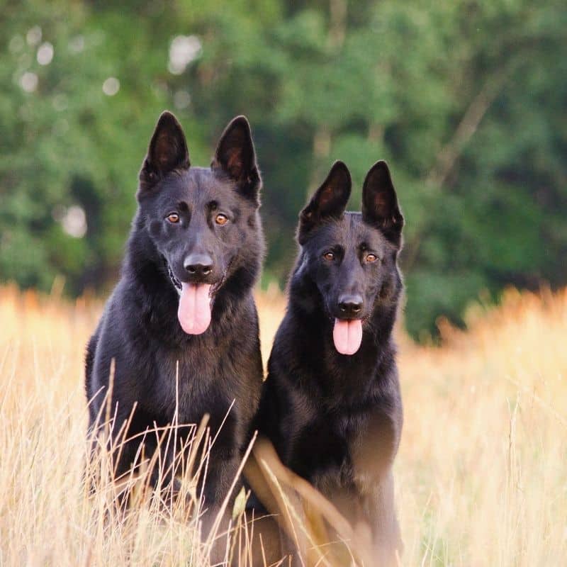 10 razze per chi cerca un cane col manto nero