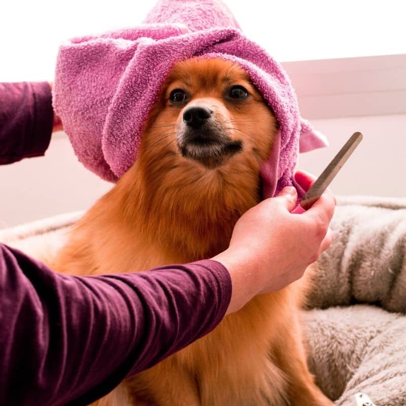 Shampoo secco per cani: scopri come si utilizza