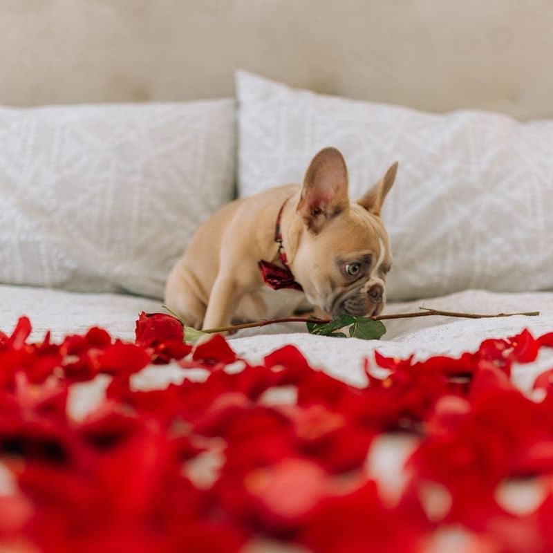 3 attività per festeggiare San Valentino con il tuo cane