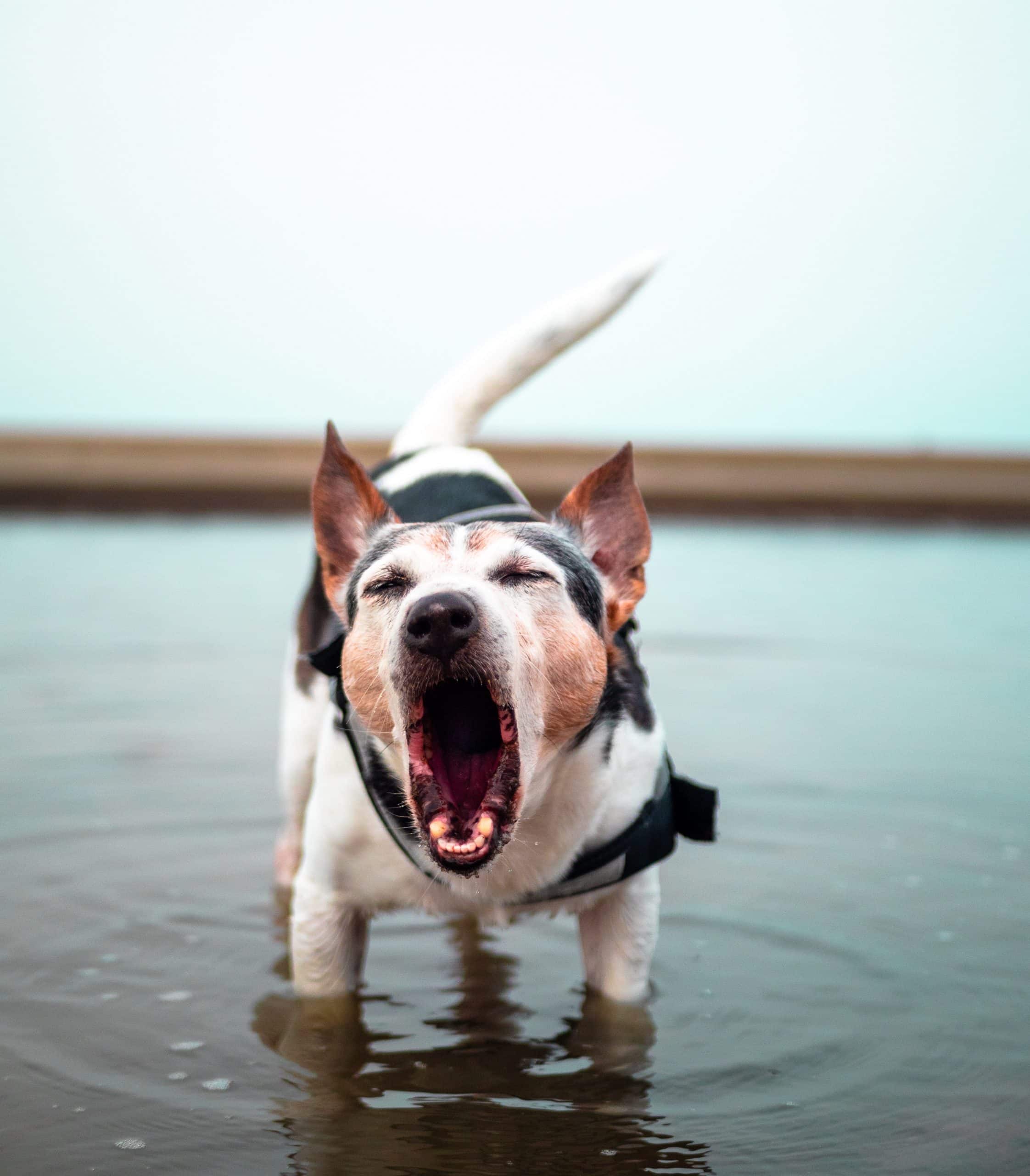 Ladrar nos momentos certos: como ensinar o meu cão a “falar”?