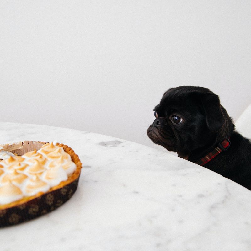 Muffins saudáveis para o seu cão